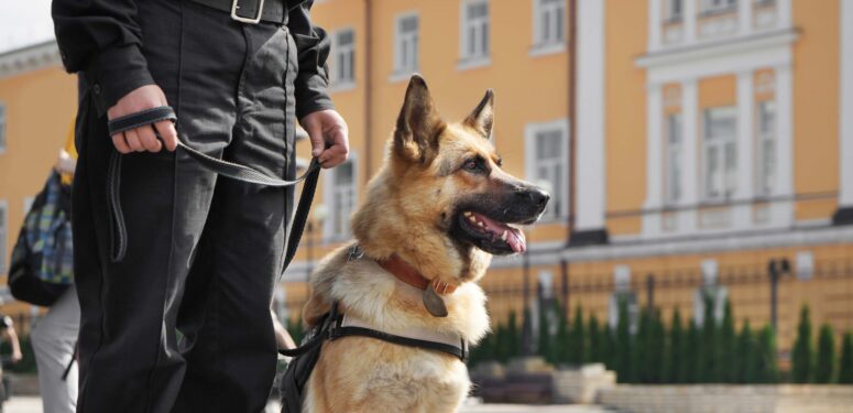 search dog sitting down observing area|towebp