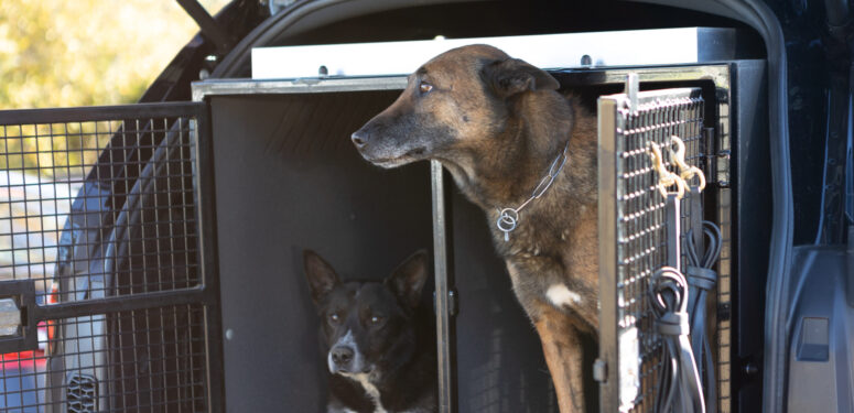 two search dogs in the back of a mobile guard dog car|towebp