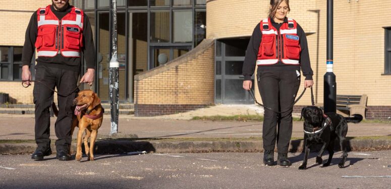 two dog handlers with search dogs on leads in a training session|towebp