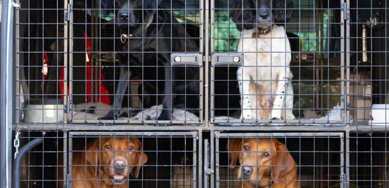 guard dogs in cages in van|towebp