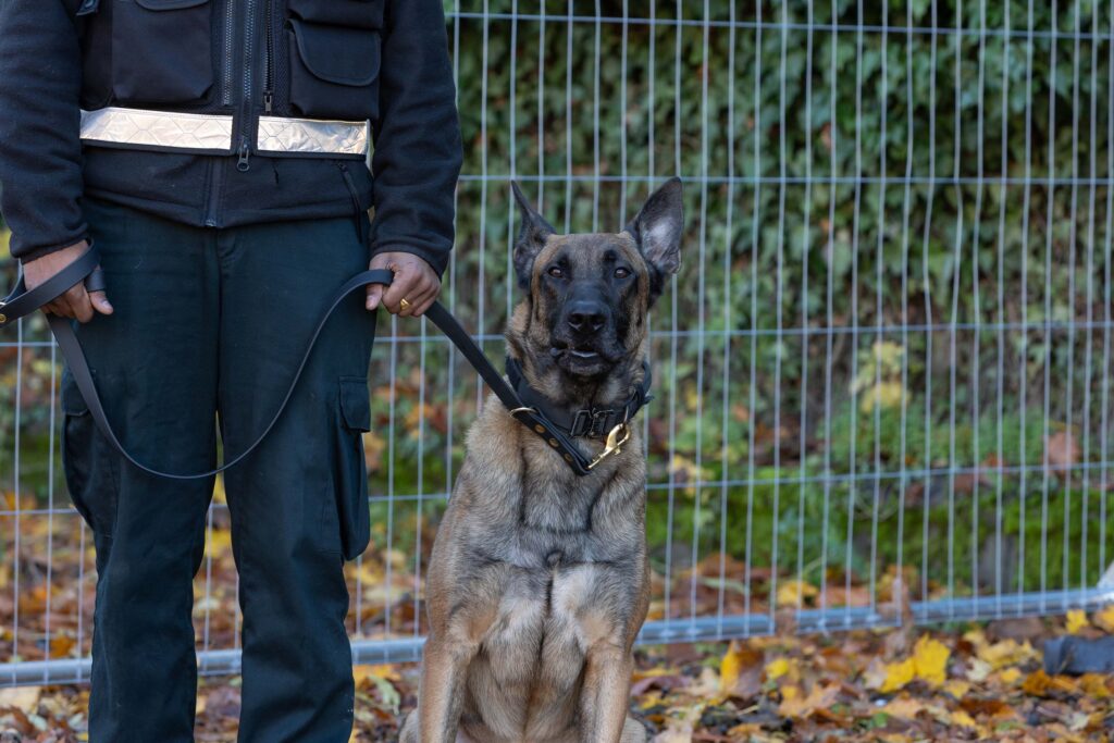 guard dog on a lead sitting down with trained handler