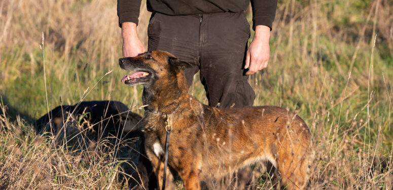 man standing with guard dog|towebp